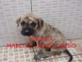 /album/galeria-de-fotos-ninhada-c1-scooby-doo-x-cheetara-de-la-fogueira-/a1-%20f%c3%aamea%20tigrada%201-jpg1/
